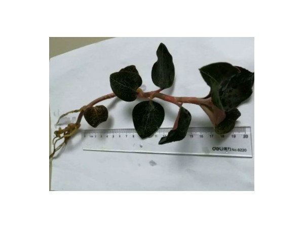 吉光金線(xiàn)蓮鮮品