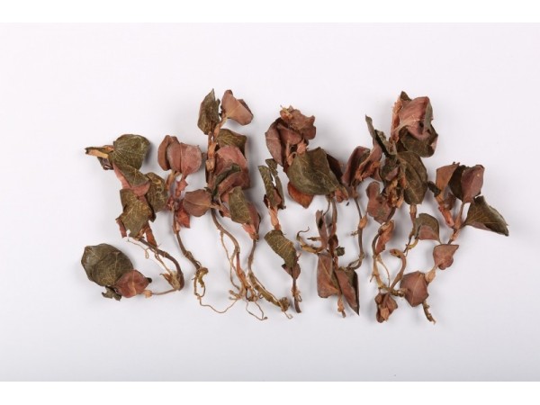 仁溪堂金線蓮·R0301（臺灣品種）