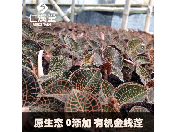 仁溪堂金線蓮·R0101