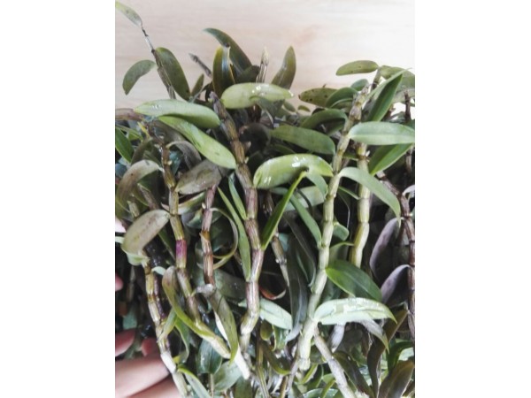 霍山石斛產(chǎn)品