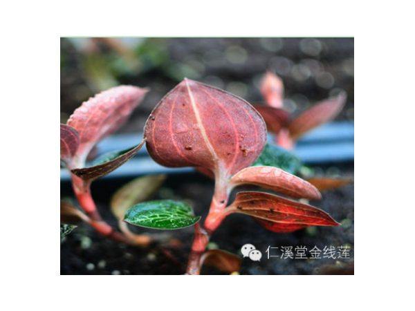仁溪堂金線蓮鮮品（臺灣品種）