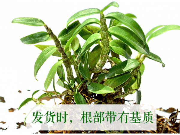 仙斛蘭韻霍山鐵皮石斛全國誠招分銷代理