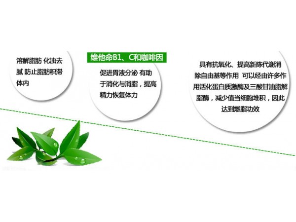 左旋肉堿綠茶軟膠囊