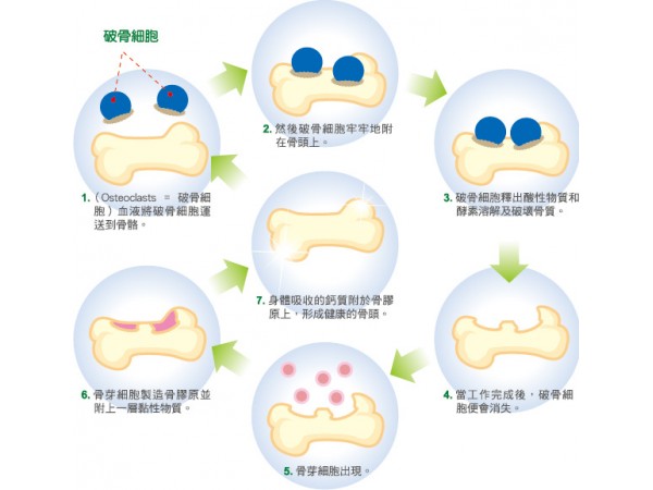 骨膠原蛋白片