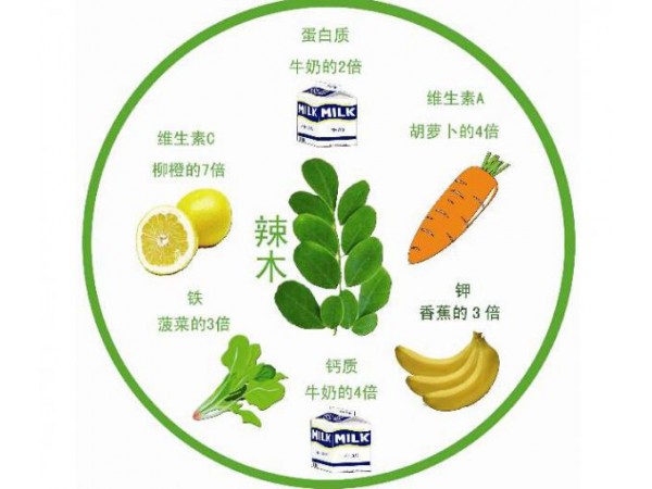 辣木葉片
