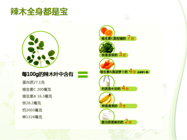 辣木葉片