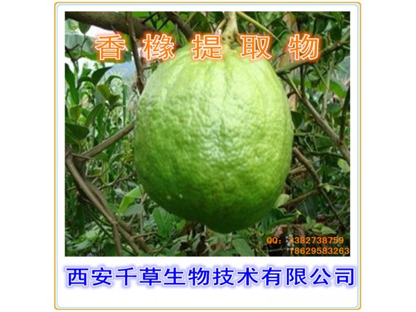 提取物 全水溶 藥食同源 西安千草現(xiàn)貨