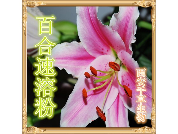 百合提取物 全水溶 藥食同源 西安千草現(xiàn)貨