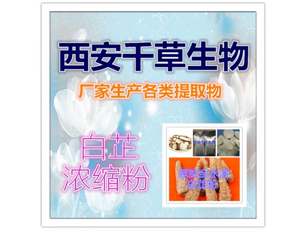 白芷提取物 全水溶 藥食同源 西安千草現(xiàn)貨
