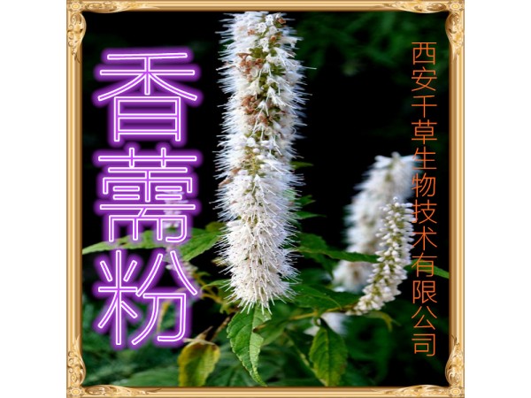 益智仁提取物 全水溶 藥食同源 西安千草現(xiàn)貨