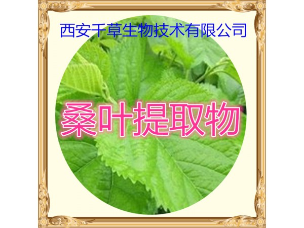 桑葉提取物 全水溶 藥食同源 西安千草現(xiàn)貨