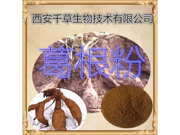 蒲公英提取物 全水溶 藥食同源 西安千草現(xiàn)貨