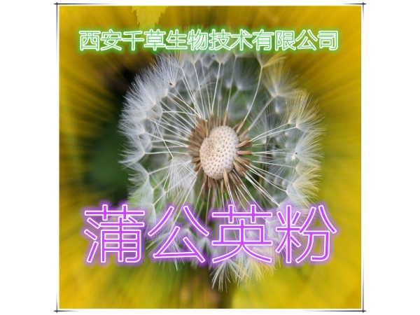 蒲公英提取物 全水溶 藥食同源 西安千草現(xiàn)貨