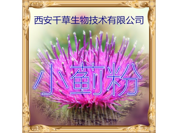 小薊提取物 全水溶 藥食同源 西安千草現(xiàn)貨