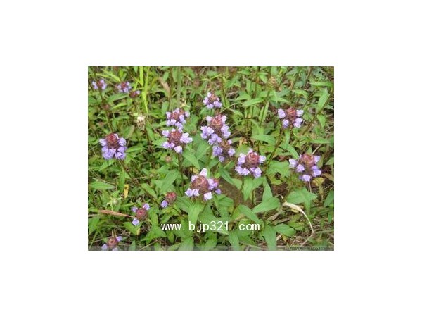 廠家供應(yīng)夏枯草提取物