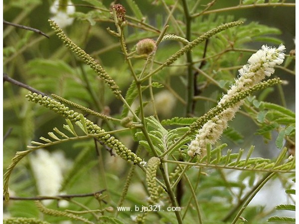 廠家供應兒茶提取物