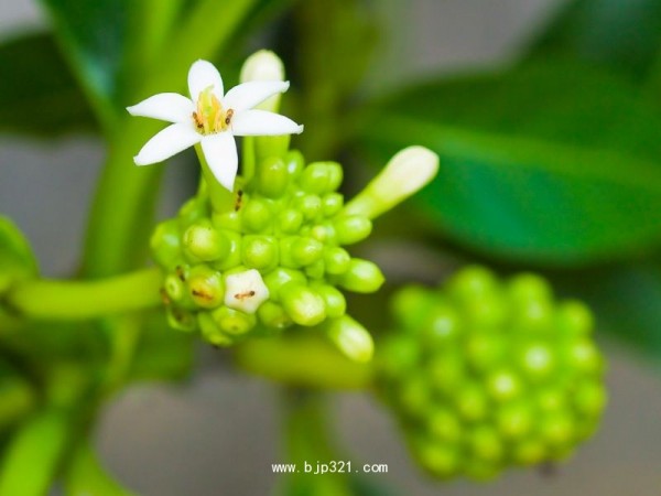 諾麗果酵素原液