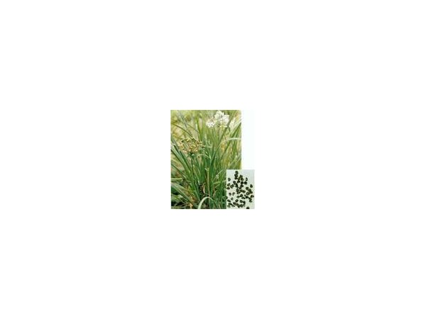 廠家現(xiàn)貨供應韭菜籽提取物