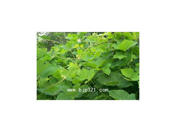 長期供應葛根提取物