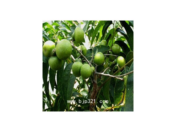 長期供應(yīng)無患子提取物