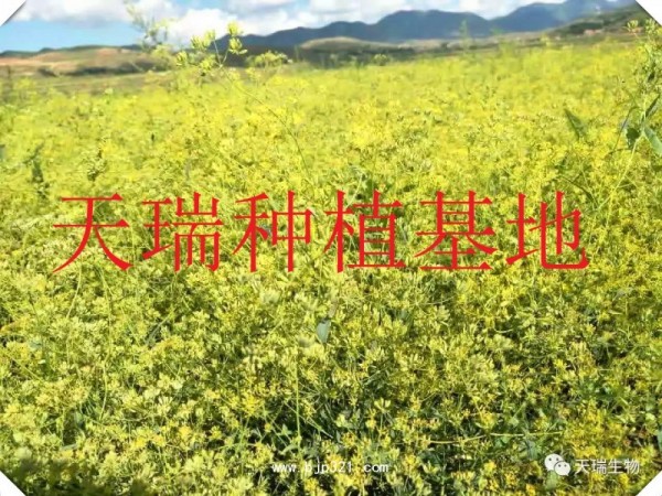 麥芽提取物 麥芽粉 天瑞生物廠家