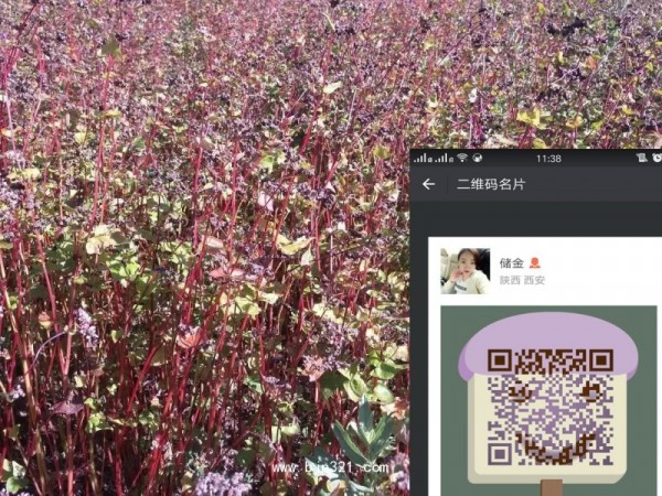 白扁豆提取物