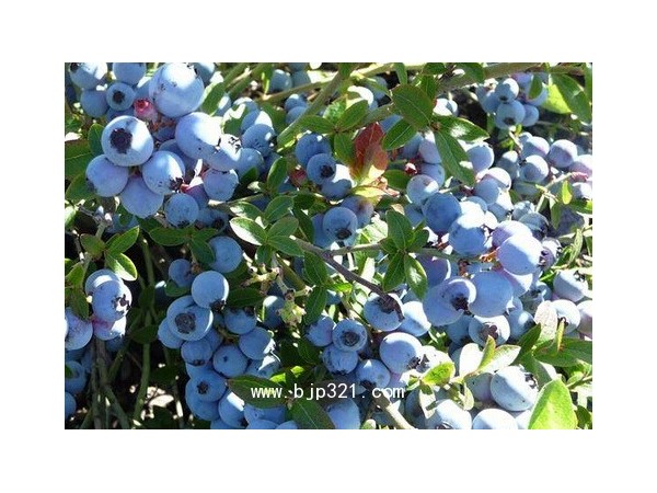 天瑞 藍(lán)莓提取物  花青素