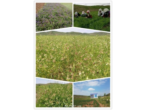 生姜提取物生姜粉