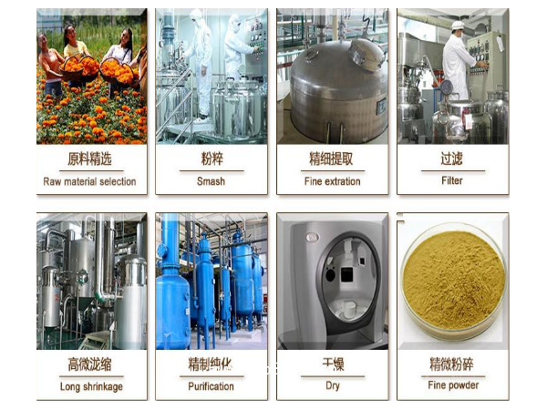 絞股藍(lán)提取物皂甙高品質(zhì)源頭廠家
