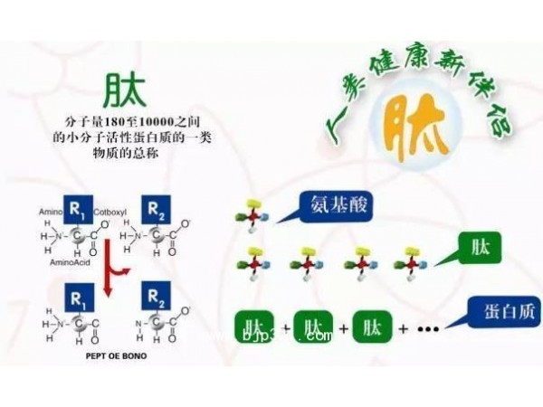 大豆低聚肽小分子肽活性肽