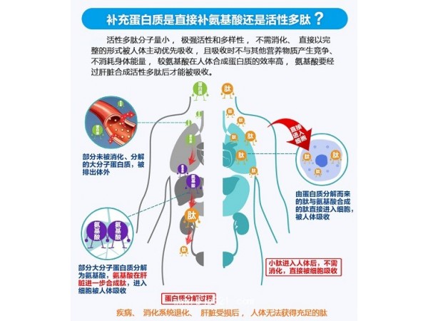 靈芝多肽小分子低聚肽粉天瑞生物