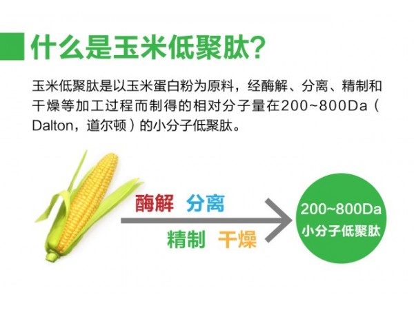 玉米低聚肽粉新食品原料