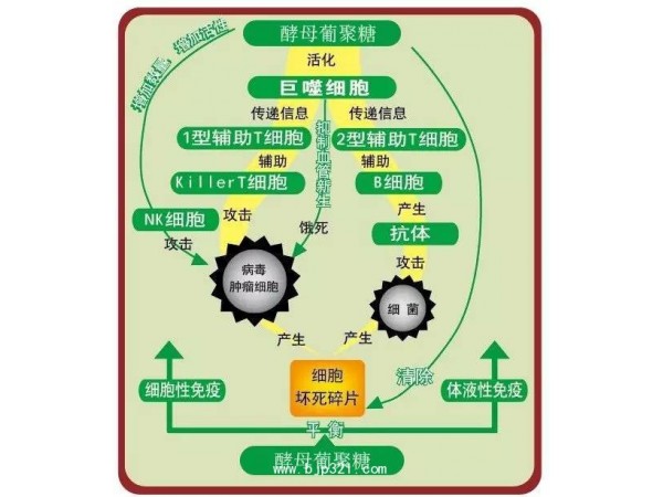 酵母β葡聚糖新食品原料