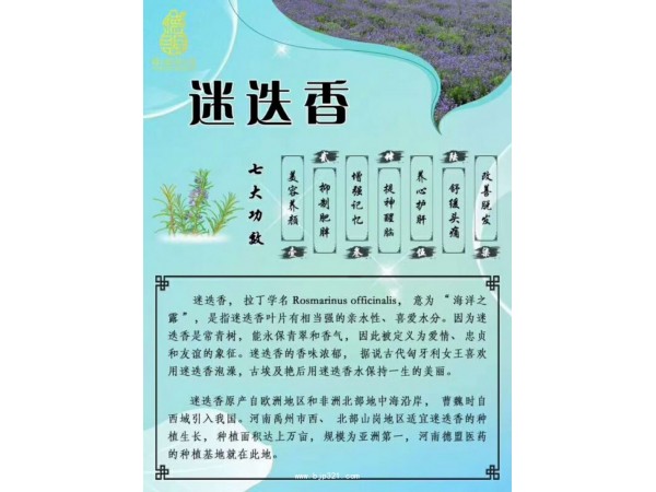 迷迭香視力康眼貼