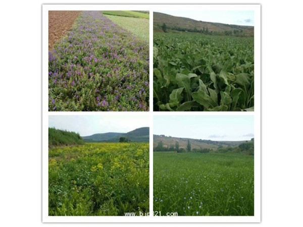 連翹苷連翹提取物質(zhì)量贏得口碑