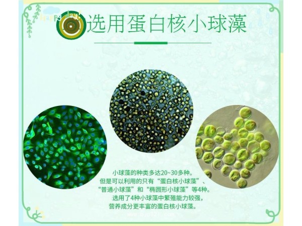 褔萬三蛋白核小球藻