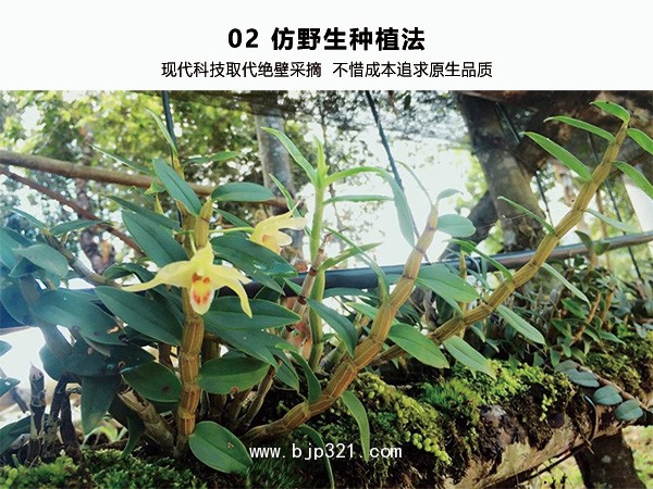 九草圣槲云南斛哥鐵皮石斛鮮條代理批發(fā)