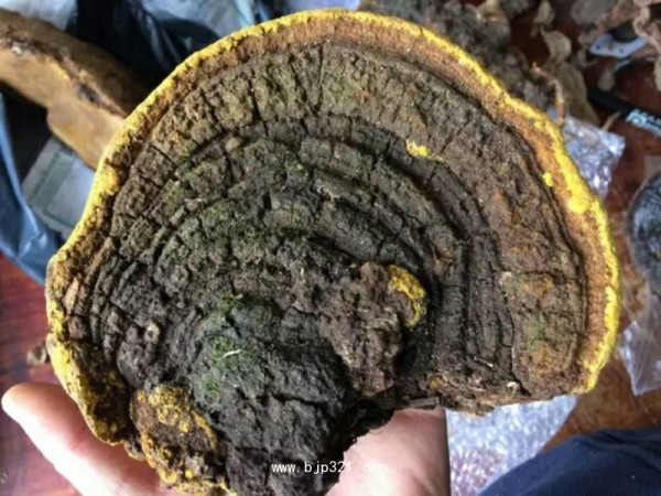 長(zhǎng)白山野生桑黃代工貼牌招大包商