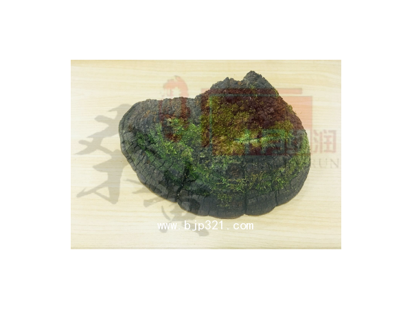 十月細潤野生桑黃和桑黃切片