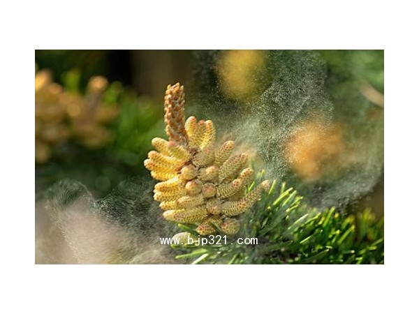 食療珍品松花粉