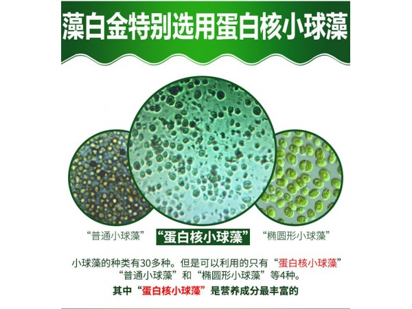 重磅推出蛋白核小球藻純粉片——藻白金