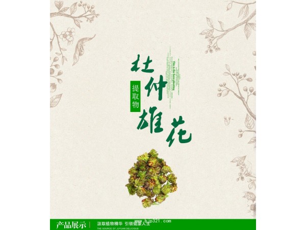 杜仲雄花提取物 國(guó)圣生物 TLC 10：1