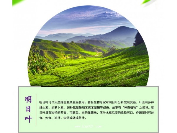 海隆達明日葉茶全國招商