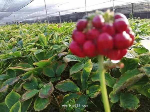 中藥康養(yǎng) 一起來挖參