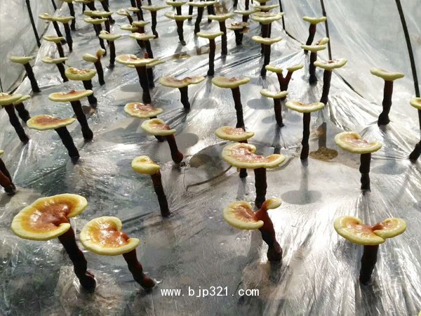 破壁靈芝孢子粉原料批發(fā) 生產(chǎn)供應(yīng)破壁孢子粉
