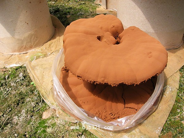 破壁靈芝孢子粉原料批發(fā) 生產(chǎn)供應(yīng)破壁孢子粉