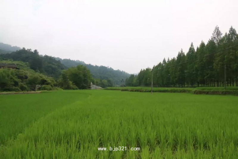 種植基地_20190314085837