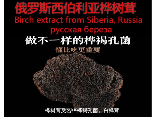 承誠(chéng)樺褐孔菌代加工貼牌各種劑型提高免疫力