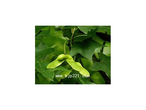 元寶楓種仁提取物，神經(jīng)酸