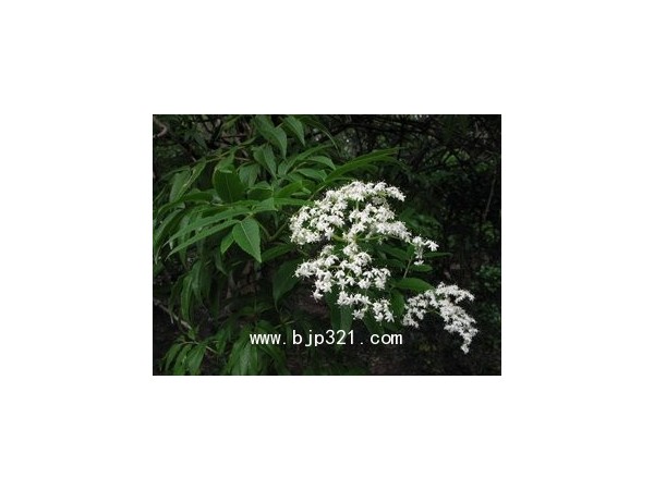 接骨木花提取物， 接骨木花粉